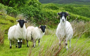 Stare Off - Ti Linn - Ireland
